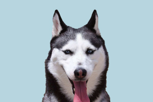 哈士奇生产注意事项有哪些